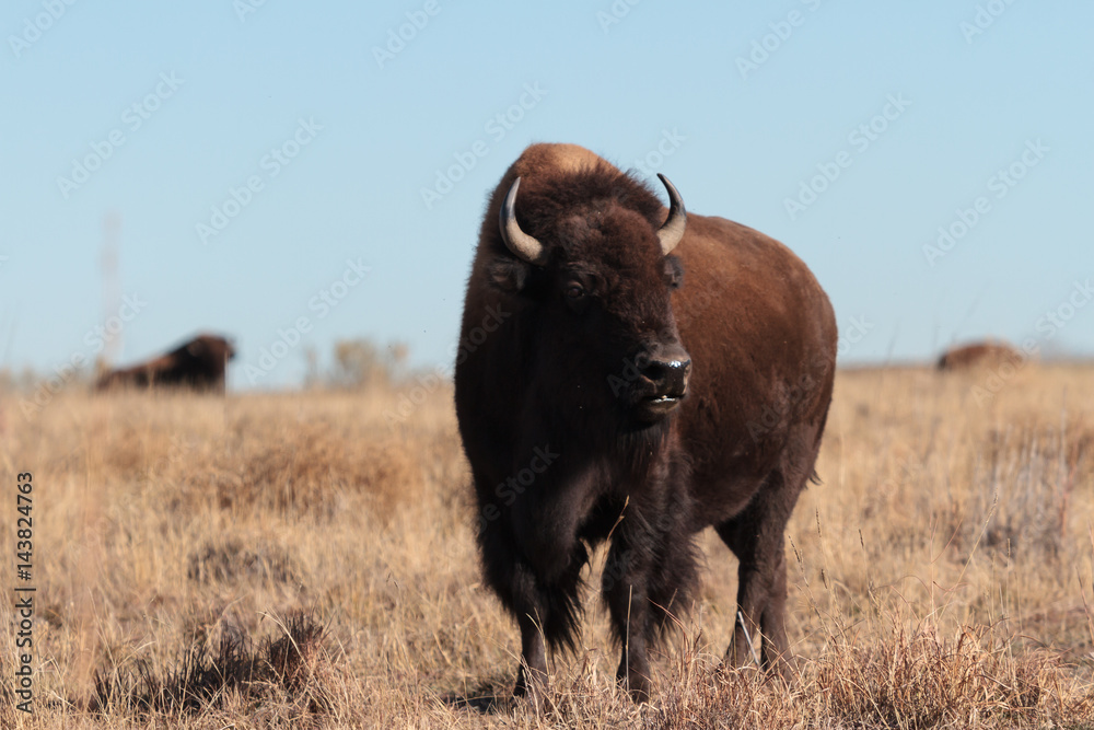 Wild North American Bison