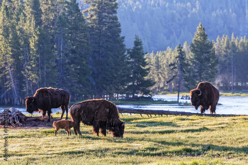 Wild American Bison at Sunrise photo