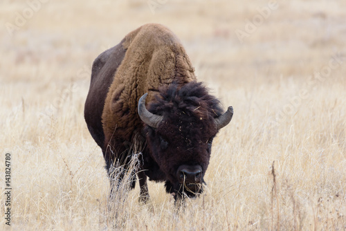 Wild North American Bison photo