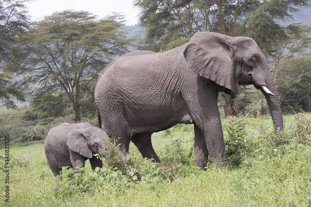 Elephant calf with adult, Ngorongoro Crater, Tanzania Elephant calf with adult, Ngorongoro Crater, Tanzania