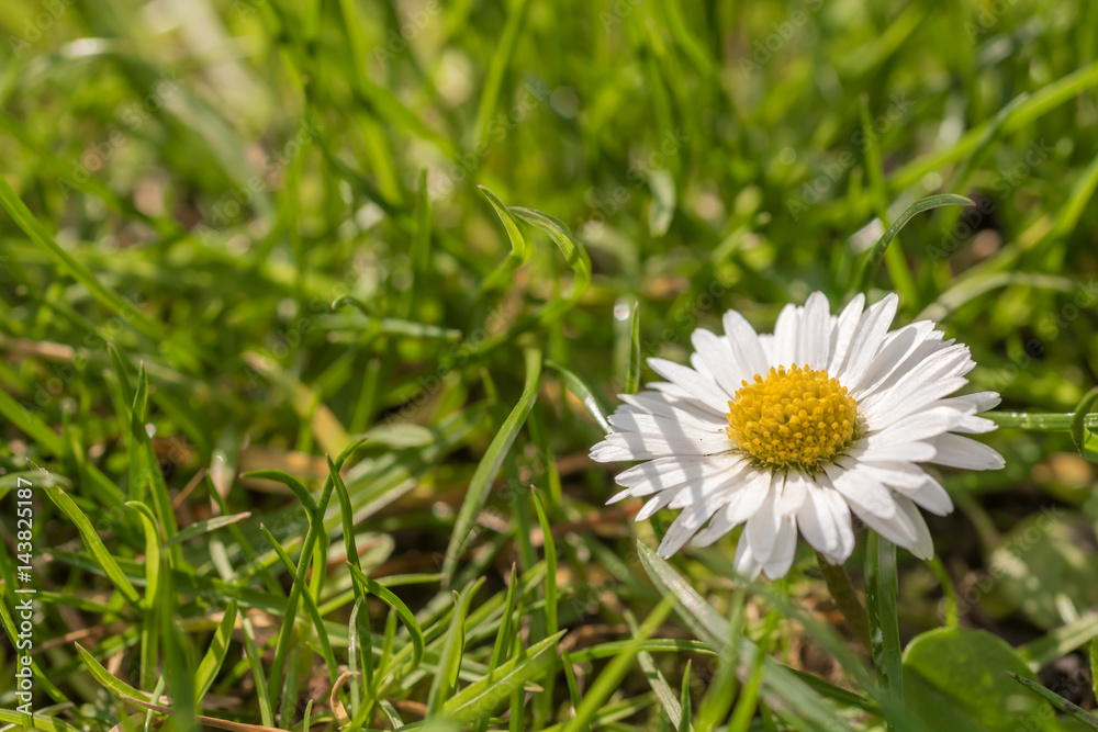 Die Details der Natur genießen