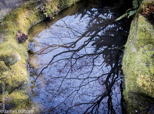 tree reflection in a pool