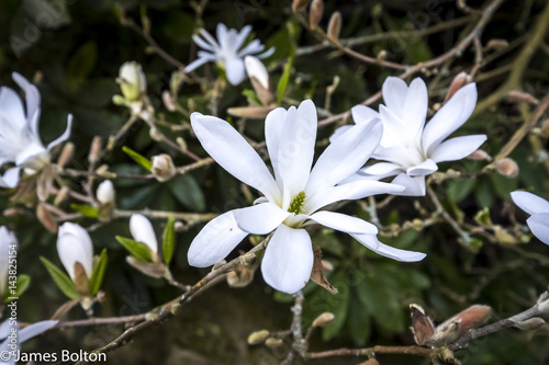 white flower in bloom