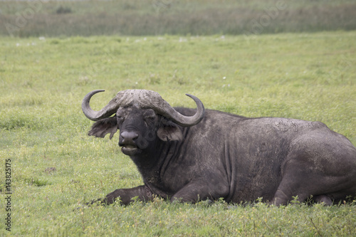 Cape buffalo  Ngorongoro Crater  Tanzania