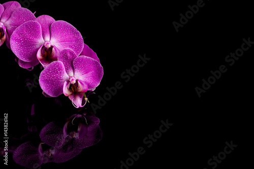 orchid pink flower with water drops