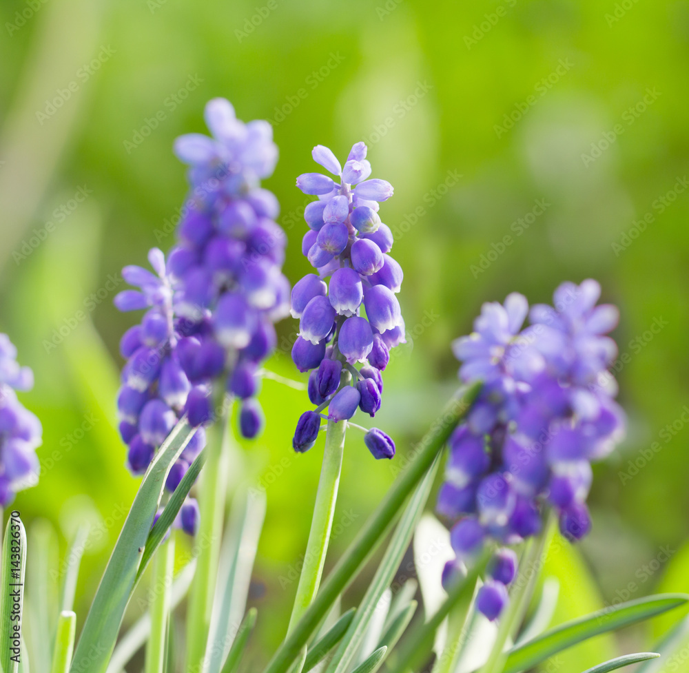 Obraz premium bluebells closeup