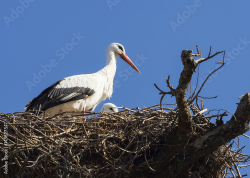 White stork nest