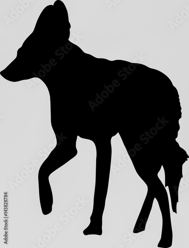 Hand drawn silhouette of a wild black backed jackal - Illustration, black isolated on white background