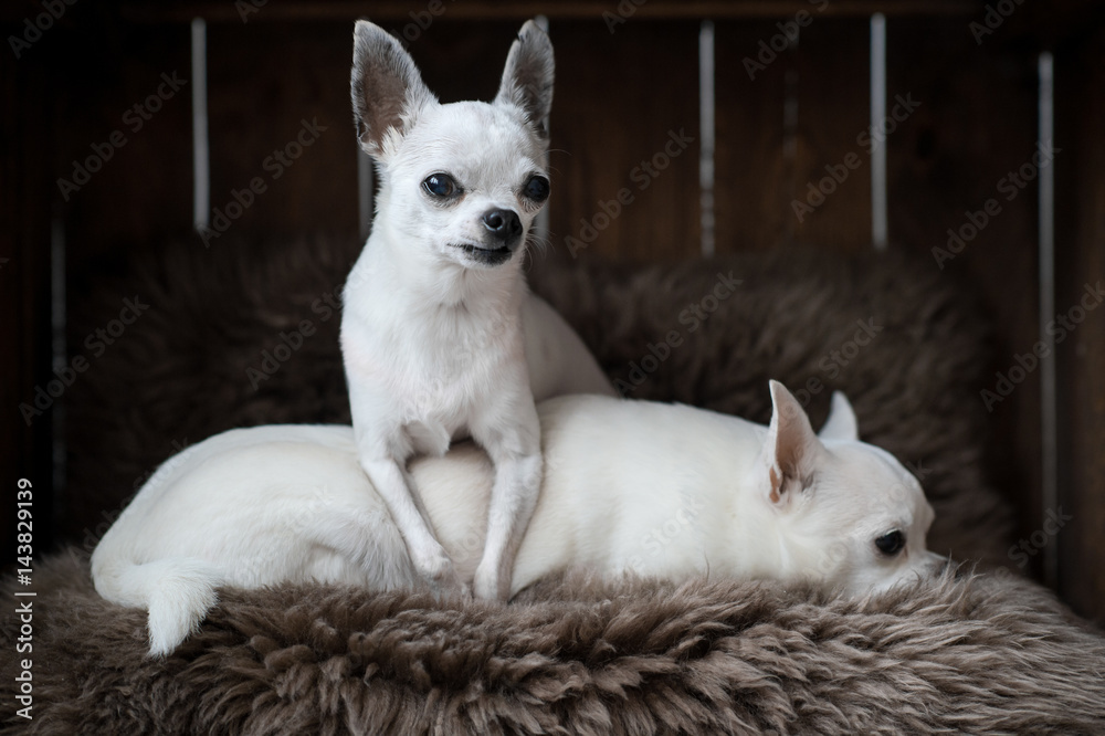 Two little chihuahua puppies with funny faces laying in a dog house on a gray fur carpet