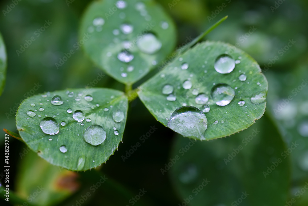 Morning dew on the plant in soft focus