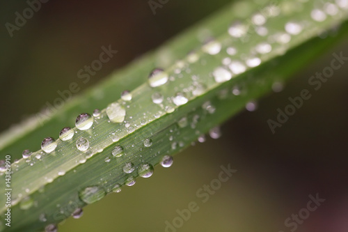 Morning dew on the plant in soft focus