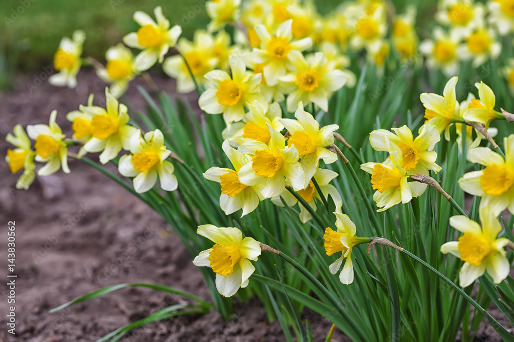 Narcissus spring yellow flowers on sunshine glade Narcissus spring yellow flowers on sunshine glade