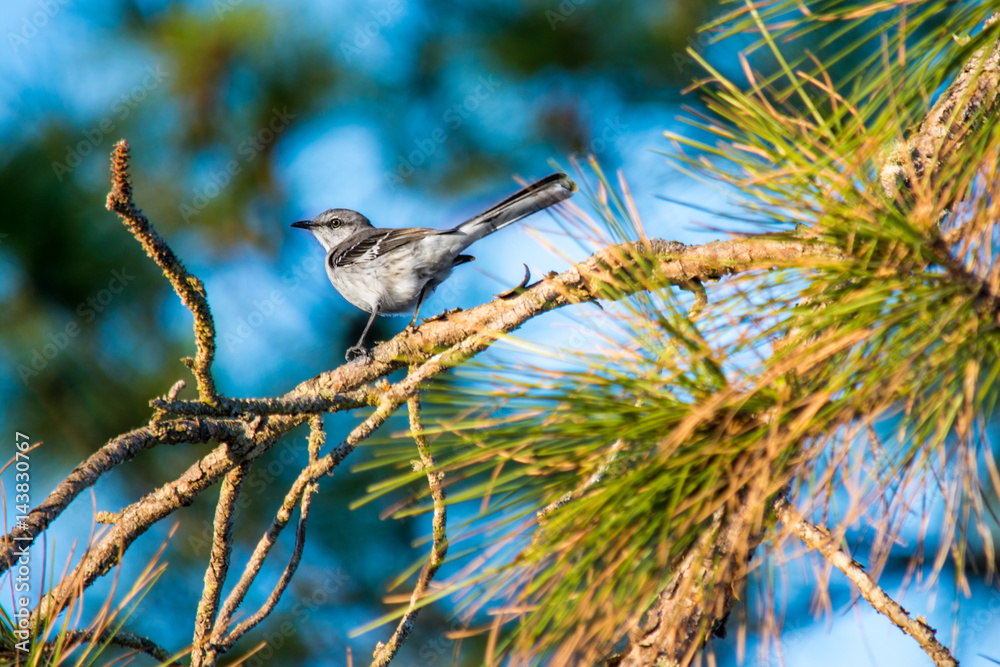 Obraz premium Mocking Bird In Pine Tree