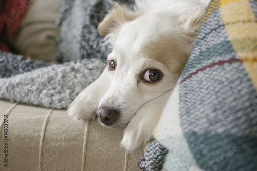 Fototapeta Naklejka Na Ścianę i Meble -  Resigned dog lying on a sofa