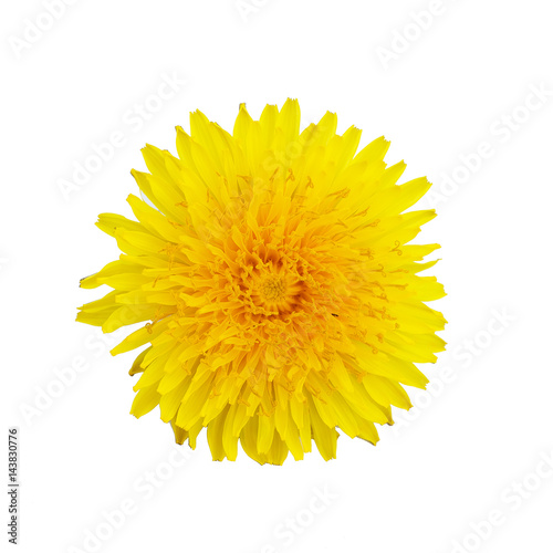 Single yellow dandelion flower