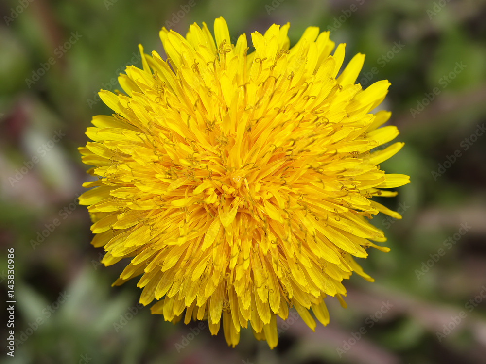 yellow dandelion flower yellow dandelion flower
