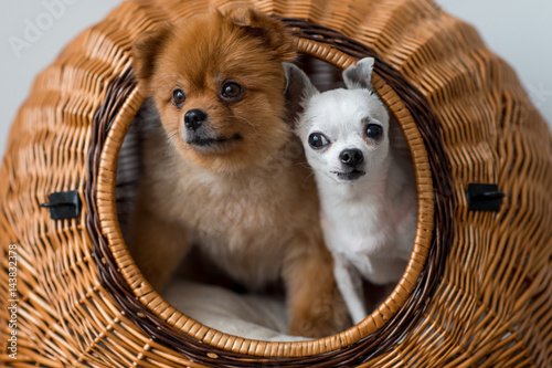Photography Close up of two lovely and pretty puppies - pomeranian and chihuahua dogs with f