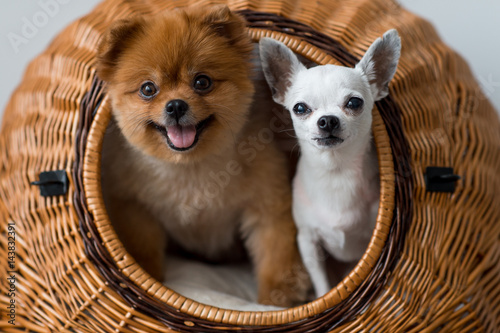 Canvas Print Close up of two lovely and pretty puppies - pomeranian and chihuahua dogs with f