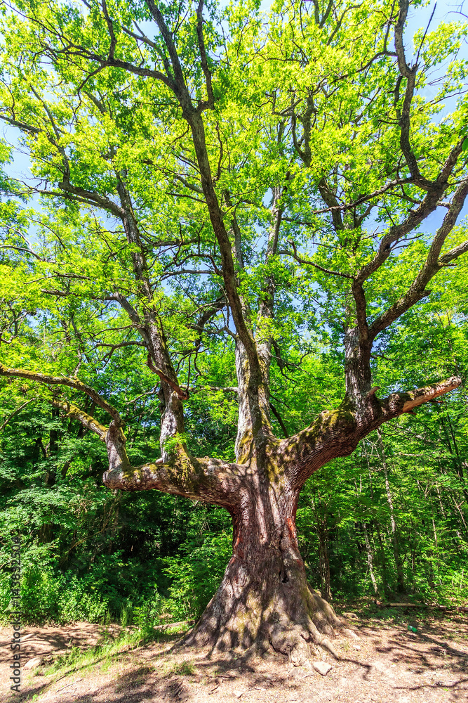 Old relict oak tree with spreading branches in sunny summer forest of Caucasus. Vertical scenery