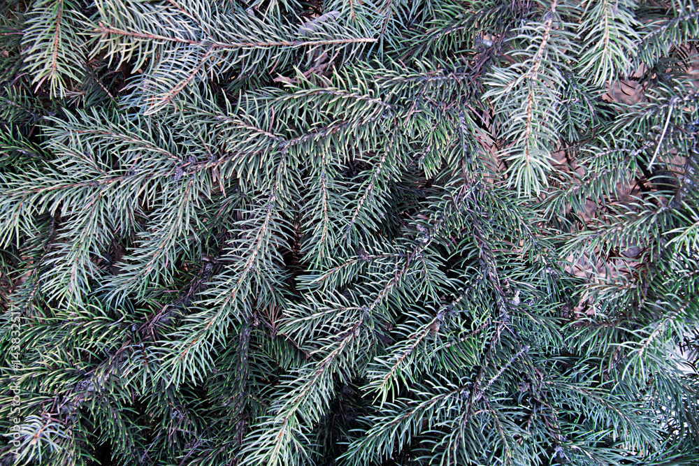 Blue spruce branches as a textured background.