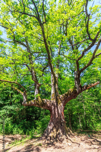 Old relict oak tree with spreading branches in sunny summer forest of Caucasus. Vertical scenery