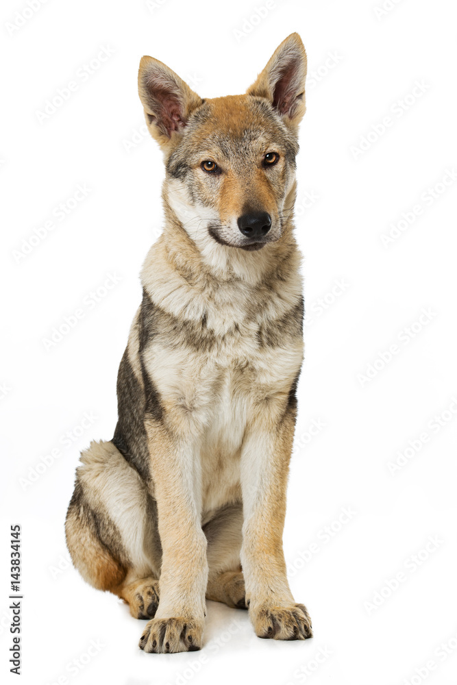 Fototapeta premium Junger Wolfshund