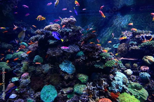 the colorful fish in aquarium