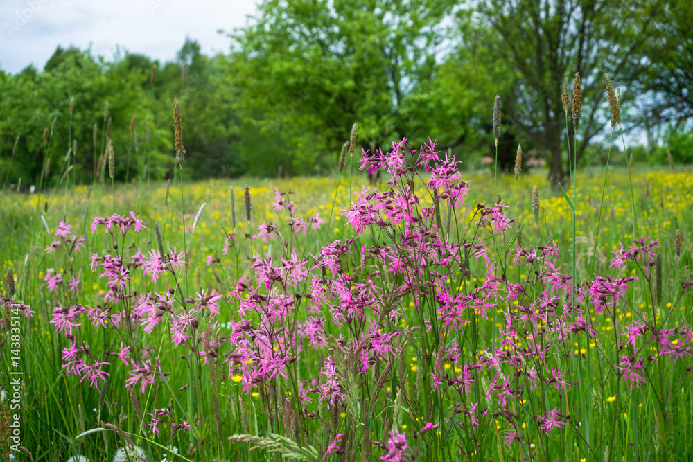 Lychnis flos-cuculi. Firletka poszarpana na łące