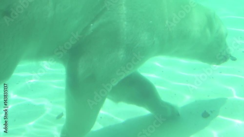 polar bear under water photo