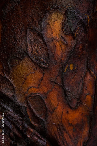 Fototapeta Naklejka Na Ścianę i Meble -  Close up on light and dark colored tree bark structure