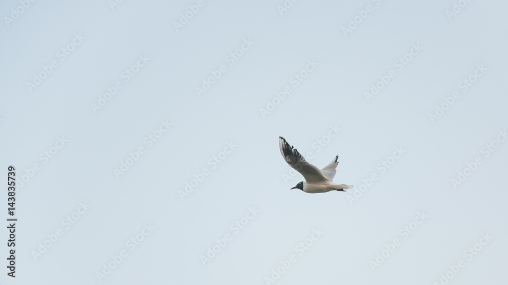 Fototapeta premium The flight of seagulls