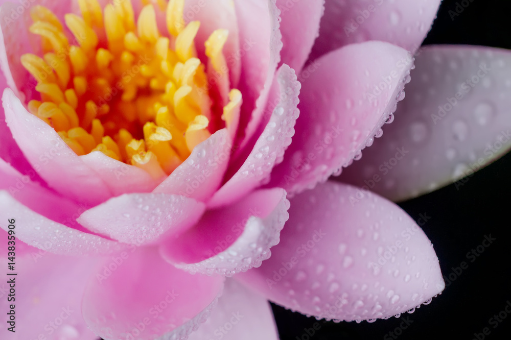 Beautiful Closeup Pink Lotus Background