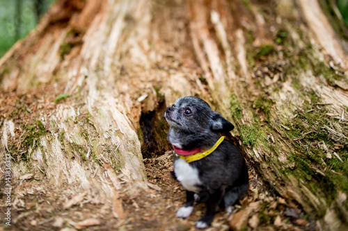 close up of lovely little black chihuahua puppy dog in collar with kind face and sad eyes looking around while sitting and laying beside the stump in the forest in summertime