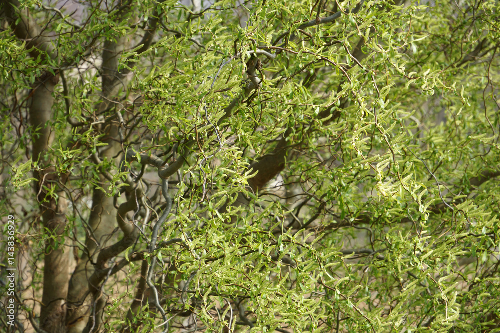 Twisted hazel tree, Corylus avellana Contorta, in spring