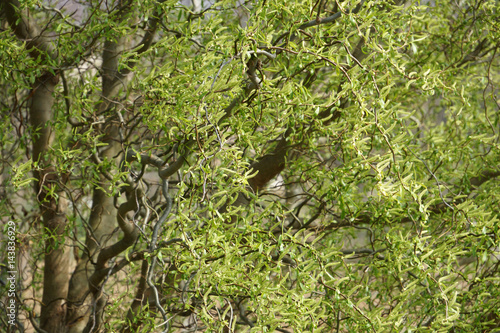 Obraz na płótnie Twisted hazel tree, Corylus avellana Contorta, in spring w salonie