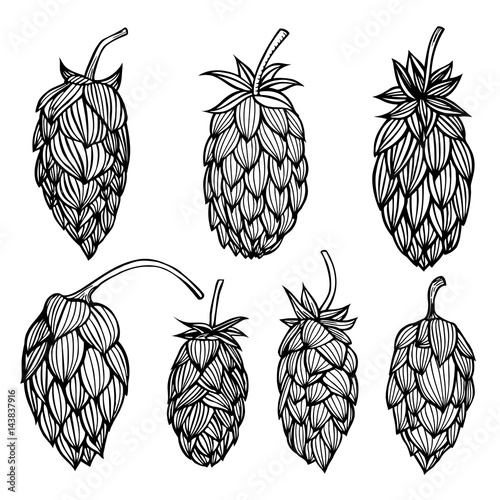 engraving style Hops set.