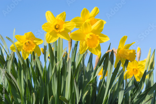 Sunny spring glade with beautiful yellow Narcissus flowers