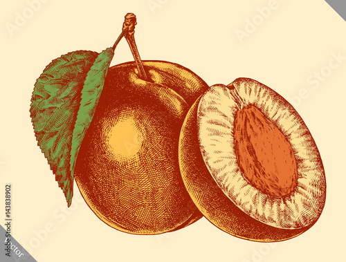 Engrave isolated apricot hand drawn graphic vector illustration