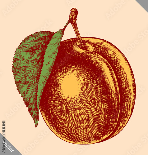 Engrave isolated apricot hand drawn graphic vector illustration