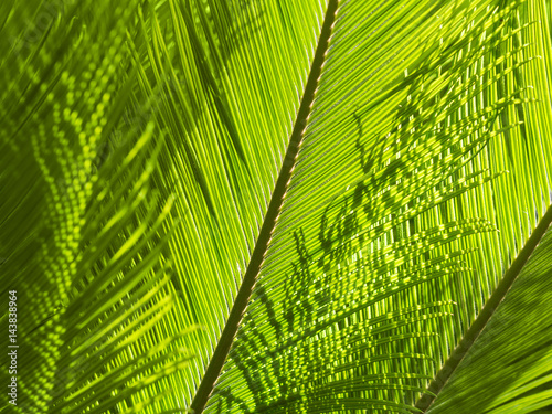 Natural greenery background with texture of palm or fern fronds