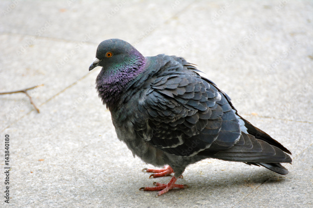 Obraz premium A close up on a pigeon in the city