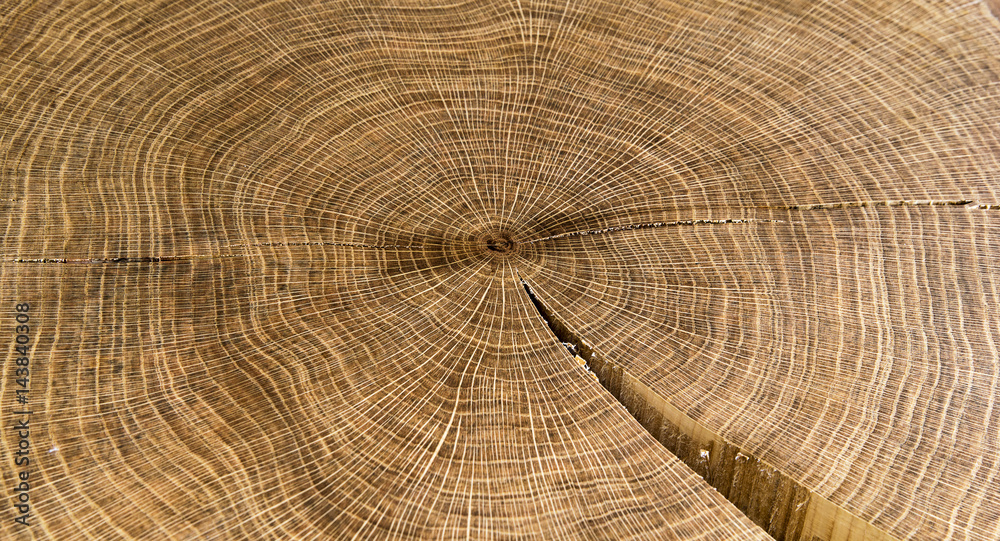 Naklejka premium Round wood year rings Texture