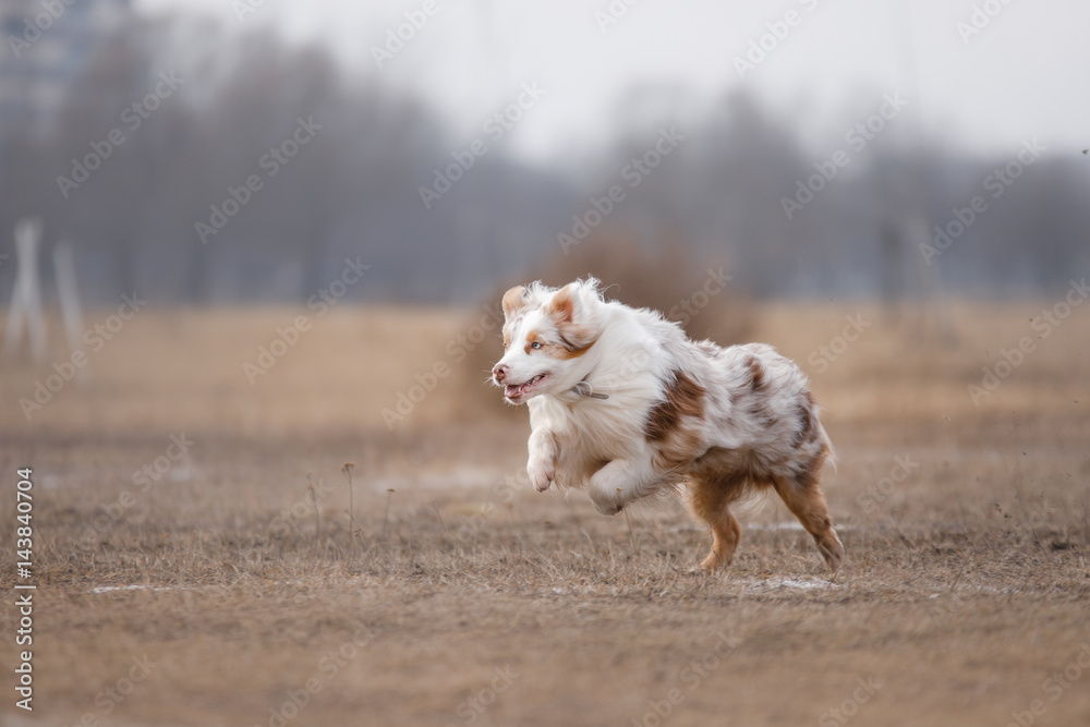 Dog running and playing in the park Dog running and playing in the park