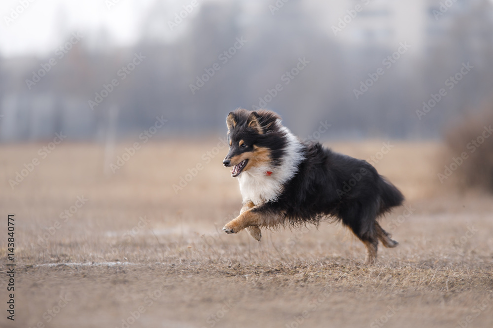 Dog running and playing in the park Dog running and playing in the park