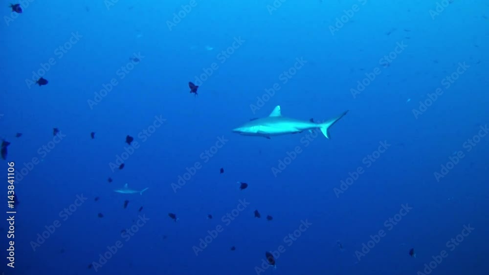 Sharks Diving in Maldives Sharks Diving in Maldives