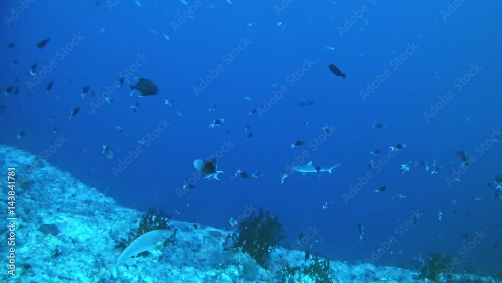 Sharks Diving in Maldives Sharks Diving in Maldives