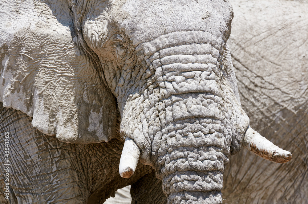 Fototapeta premium African elephant portrait