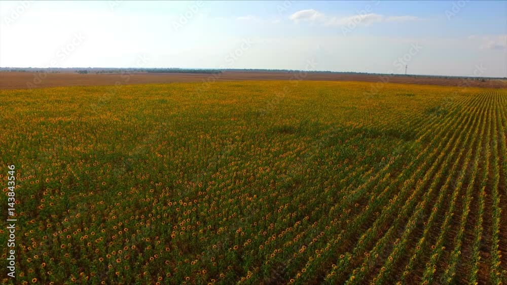 Aerial flight over the sunflower field Aerial flight over the sunflower field