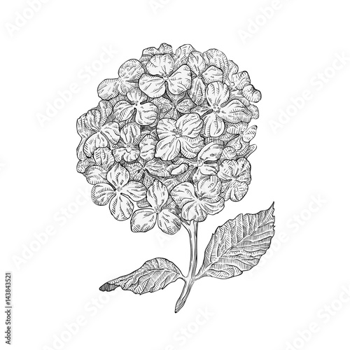 Hydrangea flowers isolated on white background. Hand drawn hatching engraved drawing.