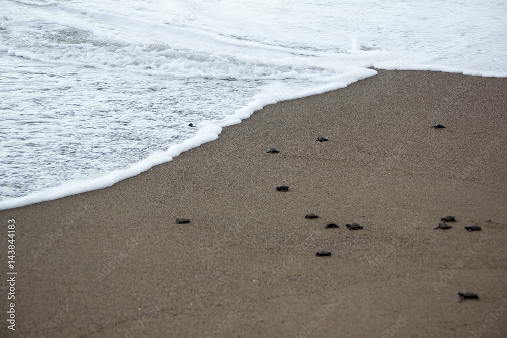 Hatching baby Turtles liberating into sea Hatching baby Turtles liberating into sea